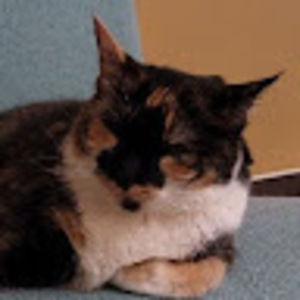 Meet your Posher, Sophie